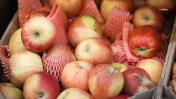 Урожай яблок на Ставрополье составил 75 тыс. тонн в 2023 году 