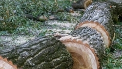 Древесные отходы на Ставрополье перерабатывают в биотопливо