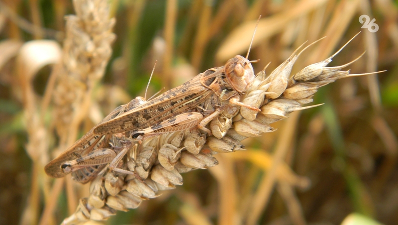 Свыше 84 тыс. га сельхозугодий обработали от саранчи на Ставрополье