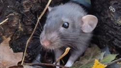 Грызуны пока не грозят посевам на полях Ставрополья