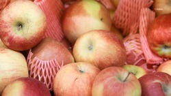 Яблоки и зерновую продукцию со Ставрополья представили на выставке в Китае
