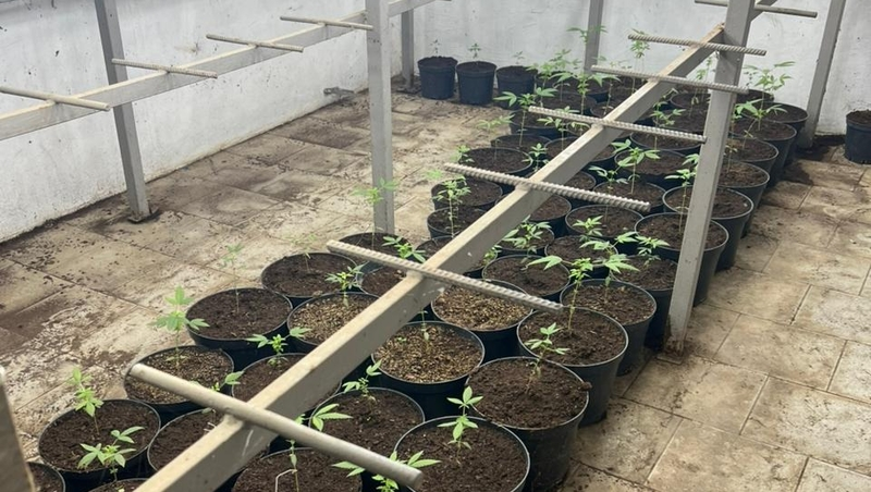 Уголовные дела завели на жителя села Прасковея за выращивание конопли