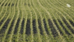 Более 140 млн рублей господдержки выделят на закупку элитных семян на Ставрополье