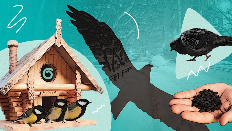 От степных хищников до городских воробьёв: какие птицы зимуют в Будённовском округе и чем их можно подкармливать