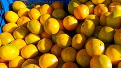 В Ставропольский край поставили свыше 3,2 тыс. тонн мандаринов в декабре