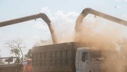 Первые морозы не навредили озимым культурам на Ставрополье