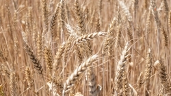 Ставропольские аграрии получили льготные кредиты на 17,7 млрд рублей