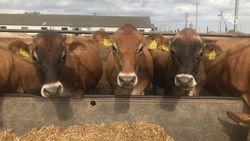 Свыше 576 тыс. личных подсобных хозяйств на Ставрополье претендуют на господдержку 