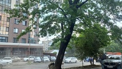 Будённовцам объяснили, куда обращаться с проблемой сухих деревьев
