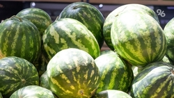 План по севу бахчевыми культурами на Ставрополье выполнили уже на 25%