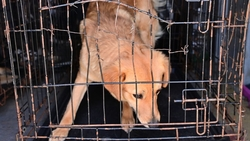 Отлавливать уличных собак продолжают на Прикумье