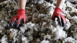 Около 2 тыс. тонн шерсти получили ставропольские овцеводы