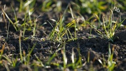 Губернатор Ставрополья: Работаем на увеличение объёма семян отечественной селекции