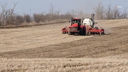 Ставрополье стремится к полному импортозамещению в сельском хозяйстве