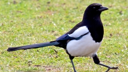 Будённовский орнитолог объяснил, почему может расти популяция птиц