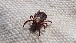 Ставропольский биолог рассказал, что холода не напугают клещей