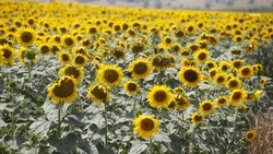 Почти 47 тыс. тонн семян подсолнуха собрали ставропольские аграрии