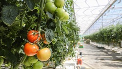 В Ставропольском крае на 10% выросло производство тепличных овощей 