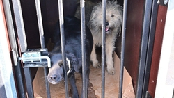 В Будённовском округе продолжается отлов безнадзорных животных