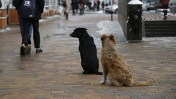В Будённовске появится пункт временного содержания бездомных животных