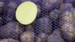 Сбор урожая овощей и картофеля завершился в Будённовском округе