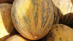 Бахчеводы Ставрополья собрали 3,4 тыс. тонн дыни