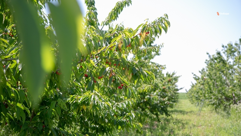 Экоферма в Будённовском округе получила грант на развитие агротуризма 