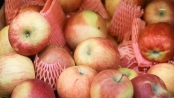 На Ставрополье в 2025 году запустят плодохранилище вместимостью 30 тыс. тонн