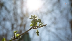 До +26 градусов ожидается в Будённовске 7 мая