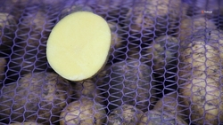 Экспорт картофеля вырос на Ставрополье 