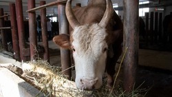 Ставропольское предприятие разводит коров редкой породы