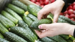 В 2023 году провели более 36 тыс. продовольственных ярмарок в Ставропольском крае