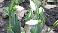 Ботаник объяснил причины раннего появления подснежников в Ставрополе 