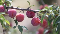 Свыше 1 тыс. тонн слив собрали на Ставрополье