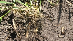 На Ставрополье обследовали около 150 тыс. га полей на наличие хлебной жужелицы