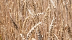 Около 1,6 млн тонн ставропольской сельхозпродукции экспортировали за рубеж в 2023-м