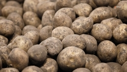 С полей Ставропольского края собрали 95,5 тыс. тонн овощей открытого грунта