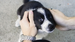 Жители Будённовска восстановили питомник для безнадзорных животных