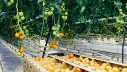 На Ставрополье собрали более 100 тысяч тонн тепличных овощей