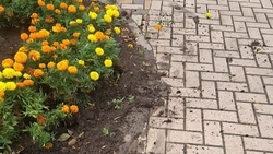 Неизвестные испортили цветочную клумбу и перевернули урны в парке Будённовска