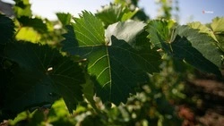 На Ставрополье продолжается зимняя обрезка виноградников