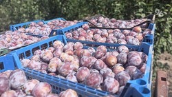 На Ставрополье первый урожай сливы составил 35 тонн 