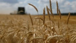 Глава Ставрополья предложил закупить зерно у аграриев для поддержки отрасли
