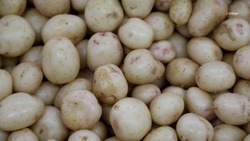 Будённовский округ вошёл в число лидеров по сбору картофеля