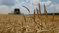 Уборка зерновых культур началась в Будённовском округе