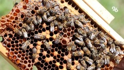 Ставропольчанка открыла оздоровительный домик с пчёлами благодаря соцконтракту