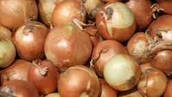 Более 2 тыс. тонн ставропольского лука экспортировали с начала года