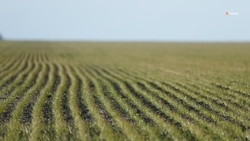 Площадь мелиоративных семеноводческих земель расширят в Курском округе — пресс-центр ТАСС в Ставрополе 