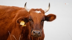 Ставропольские семейные фермы могут выиграть гранты в конкурсе