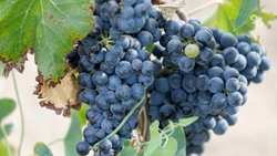 Ставропольским виноградарям направили 158 млн рублей господдержки в 2024 году